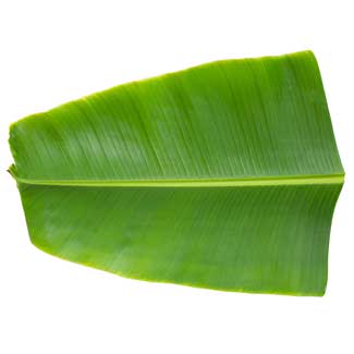 Fresh Banana Leaves